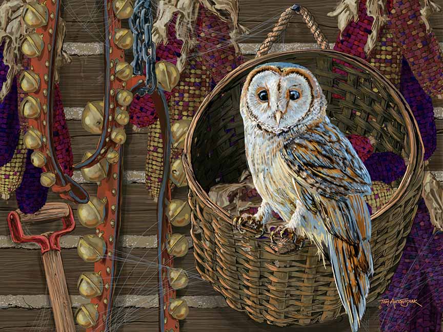 TA – Wildlife – Barn Owl in a Basket 725 © Tom Antonishak