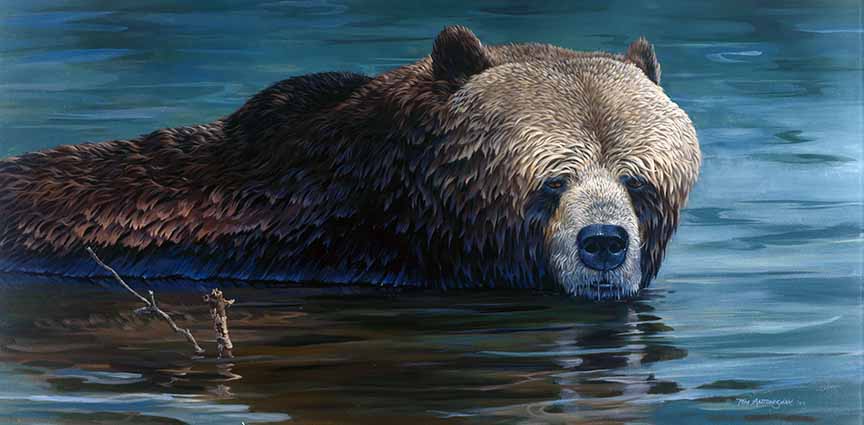 TA – Wildlife – Cooling Off – Brown Bear 108 © Tom Antonishak