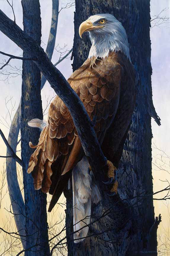 TA – Wildlife – Eagle’s Light 91 © Tom Antonishak