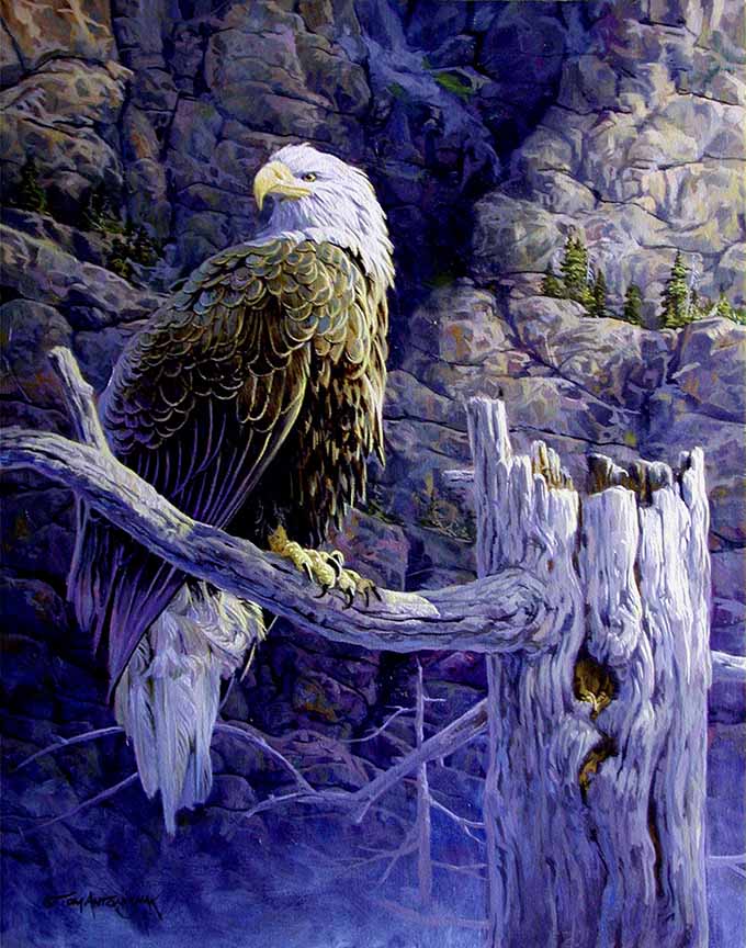 TA – Wildlife – Eagles Rest 236 © Tom Antonishak