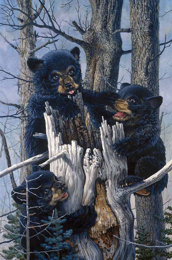 TA – Wildlife – Family Tree Black Bear Cubs 150 © Tom Antonishak No Signature