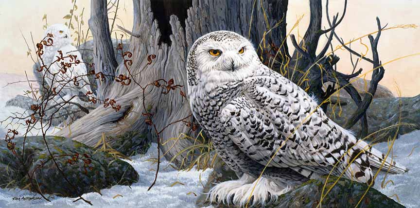 TA – Wildlife – Hidden Companion – Snowy Owls 93 © Tom Antonishak