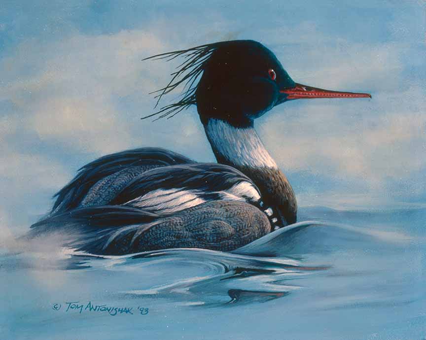 TA – Wildlife – Misty – Red Breasted Merganser 114 © Tom Antonishak