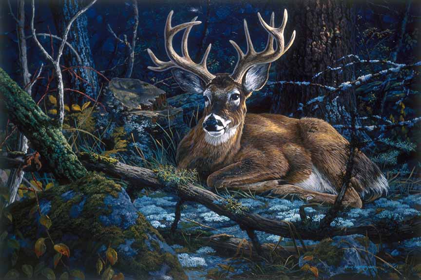 TA – Wildlife – Northwoods Whitetail 199 © Tom Antonishak