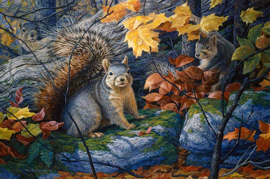 TA – Wildlife – One Last Time – Squirrels 131 © Tom Antonishak