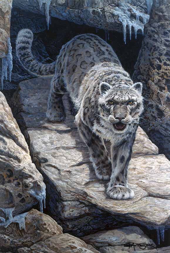 TA – Wildlife – Out of Darkness – Snow Leopard 100 © Tom Antonishak