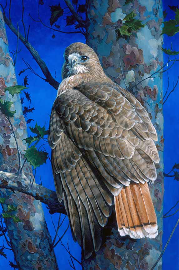 TA – Wildlife – Sycamore Redtail 119 © Tom Antonishak