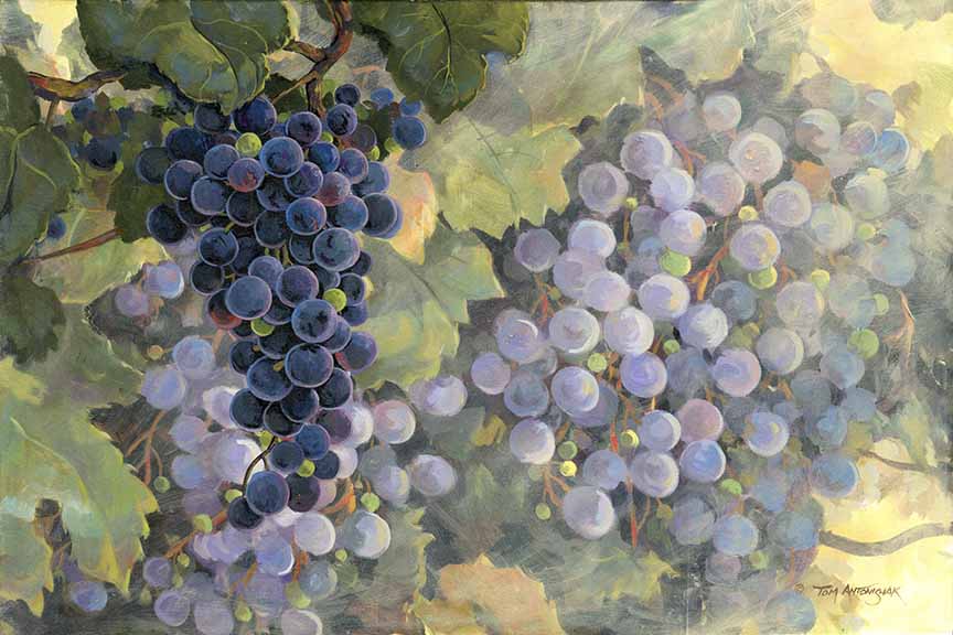 TA – Wildlife – TNT Grapes 334 © Tom Antonishak