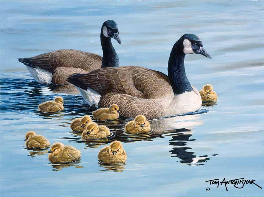 TA – Wildlife – The Outing – Canada Geese 154 © Tom Antonishak