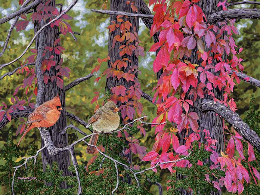 TA – Wildlife – Virginia Creepers and Cardinals 616 © Tom Antonishak