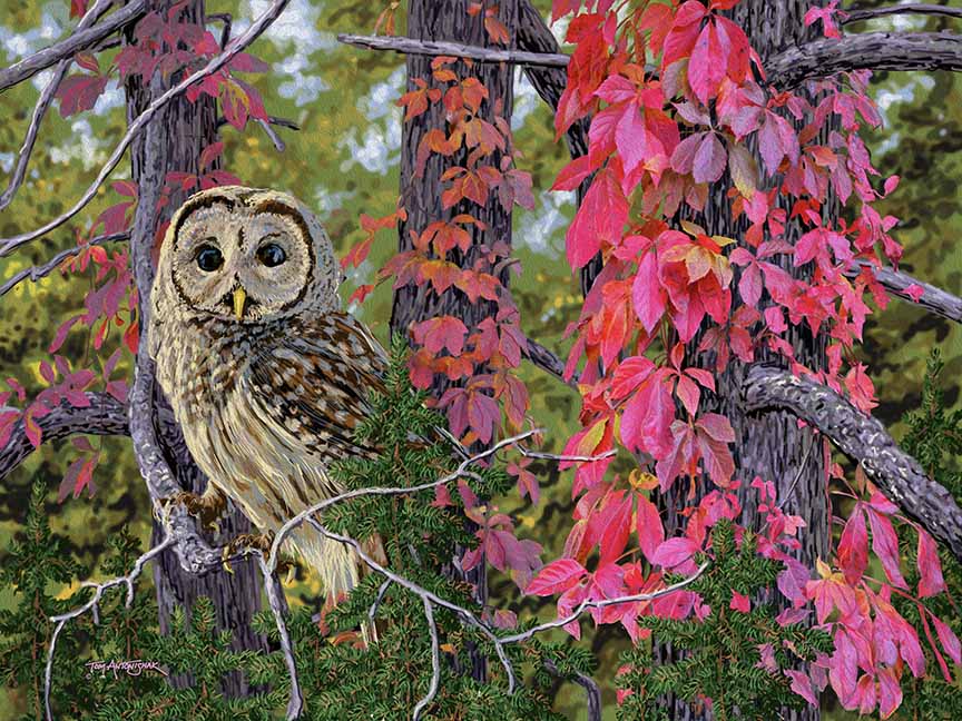 TA – Wildlife – Virginia Creepers and Owl 616A © Tom Antonishak