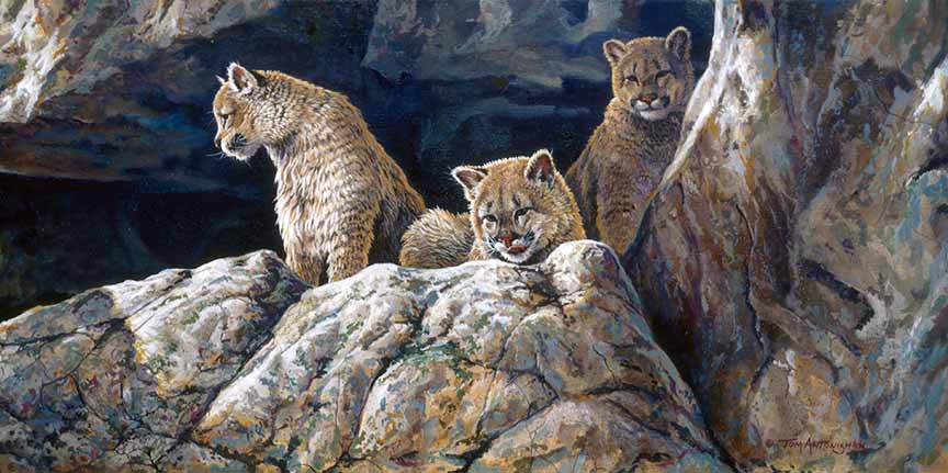 TA – Wildlife – Waiting for Mother – Mountain Lion Cubs 173 © Tom Antonishak