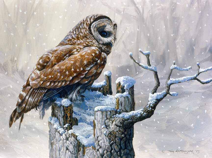 TA – Wildlife – Winter Barred Owl 118 © Tom Antonishak