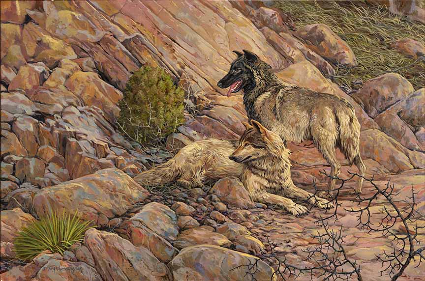 TA – Wildlife – Wolves of Redrocks 307 © Tom Antonishak