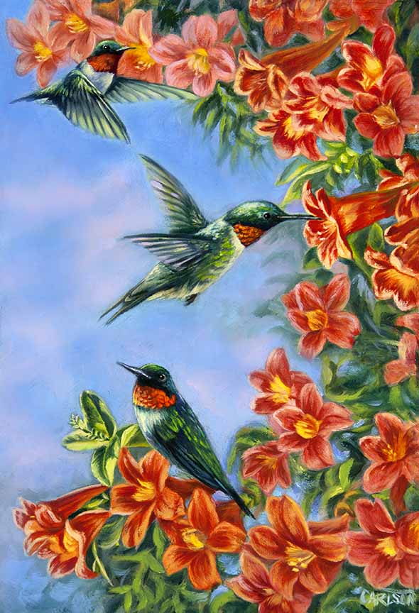 CC – Songbird – Summer Hummers CC1604 © Cory Carlson