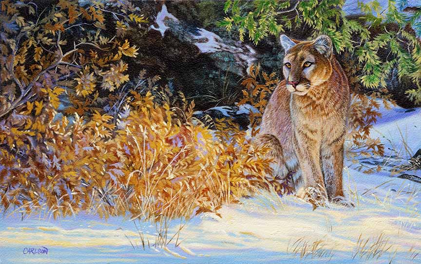 CC – Wildlife – Early Snow I CC0817 © Cory Carlson