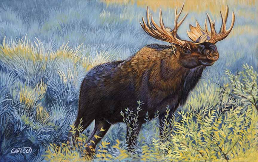 CC – Yellowstone Moose CC0709 © Cory Carlson