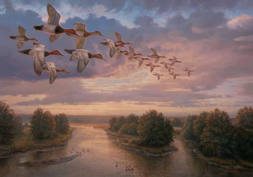 GA – Canvasbacks © Greg Alexander