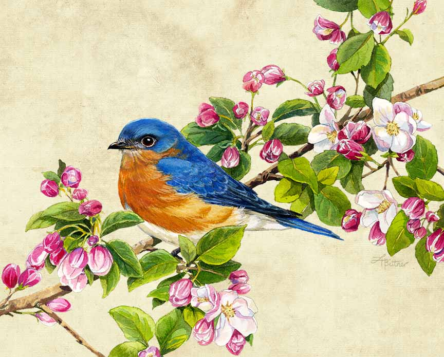 LHB – Bluebird with background © Linda Howard Bittner