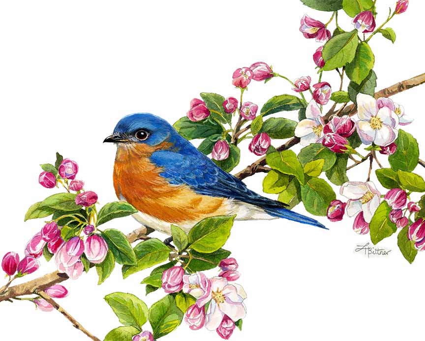 LHB – Bluebird without background © Linda Howard Bittner