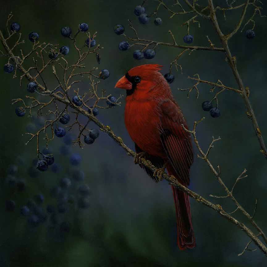 KM – Red Cardinal © Karla Mann
