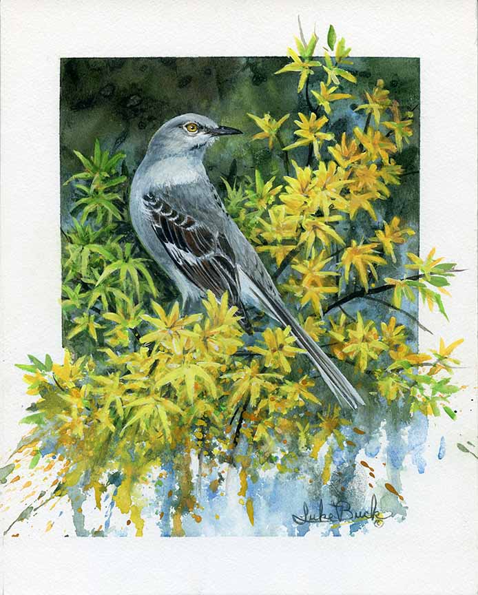 LB – The Legend Mockingbird 2513 © Luke Buck