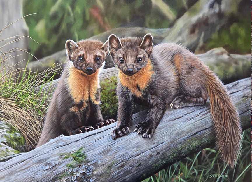 SB – Pine Martens © Steve Burgess