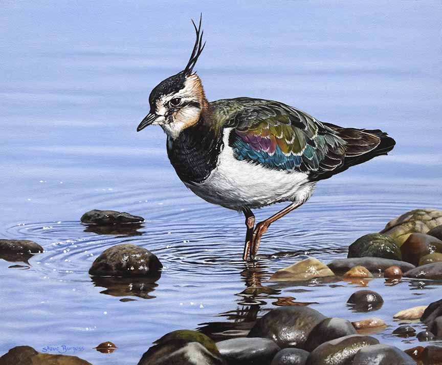 SB – The Pilibin – Green Plover © Steve Burgess