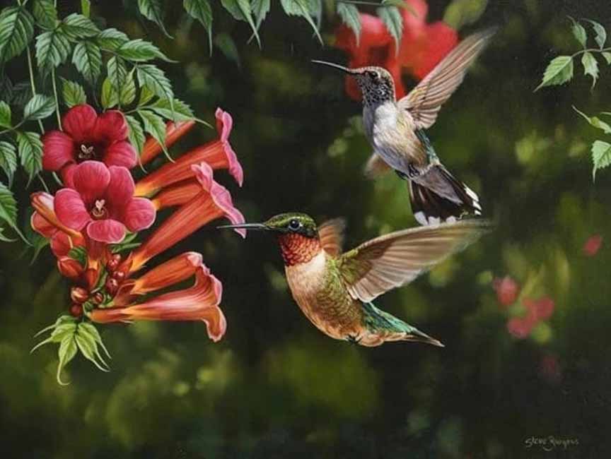 SB – Winged Jewels © Steve Burgess