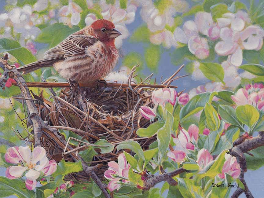 SG – Spring Renewal © Shawn Gould