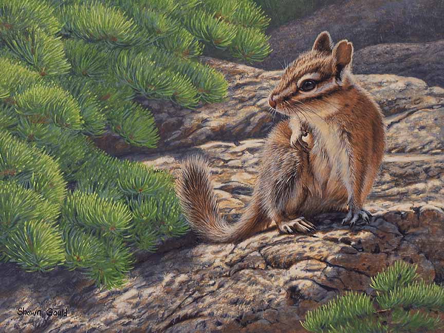 SG – What Was That © Shawn Gould