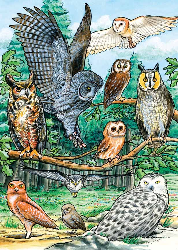 CHIC – North American Owls 58810 © Cobble Hill Puzzle Company