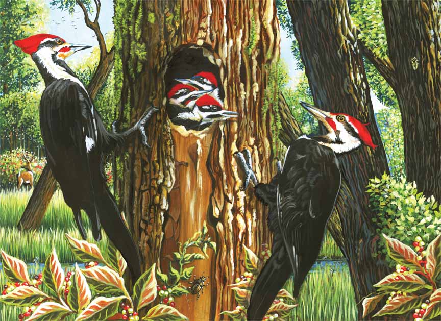 CHIC – Pileated Woodpeckers 51719 © Cobble Hill Puzzle Company