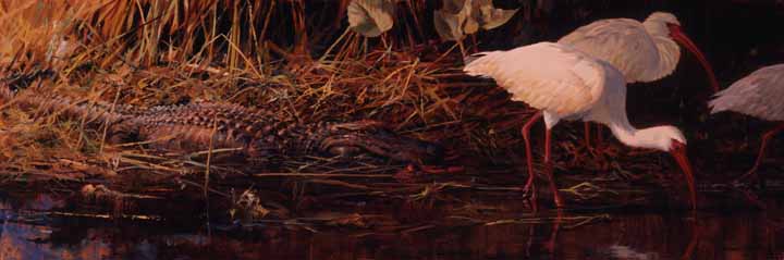 JSL – 1Wildlife – Living in Harmony – Alligator and Ibis © John Seerey-Lester