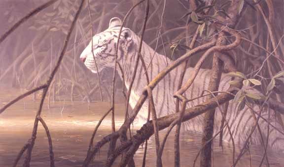 JSL – 1Wildlife – Mangrove Morning © John Seerey-Lester