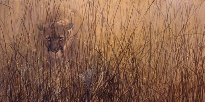 JSL – 1Wildlife – Searching – Florida Panther © John Seerey-Lester