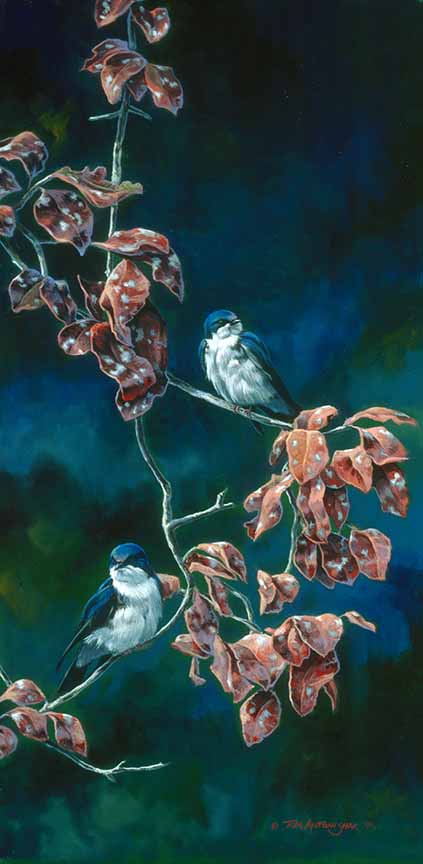 TA – Wildlife – Tree Swallows 156 © Tom Antonishak