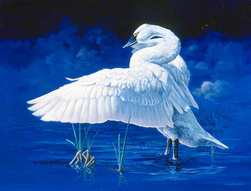 TA – Wildlife – Whistling Swan 123 © Tom Antonishak