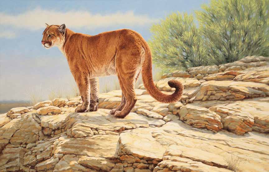 KM2 – A Curl of the Tail – Mountain Lion © Krystii Melaine