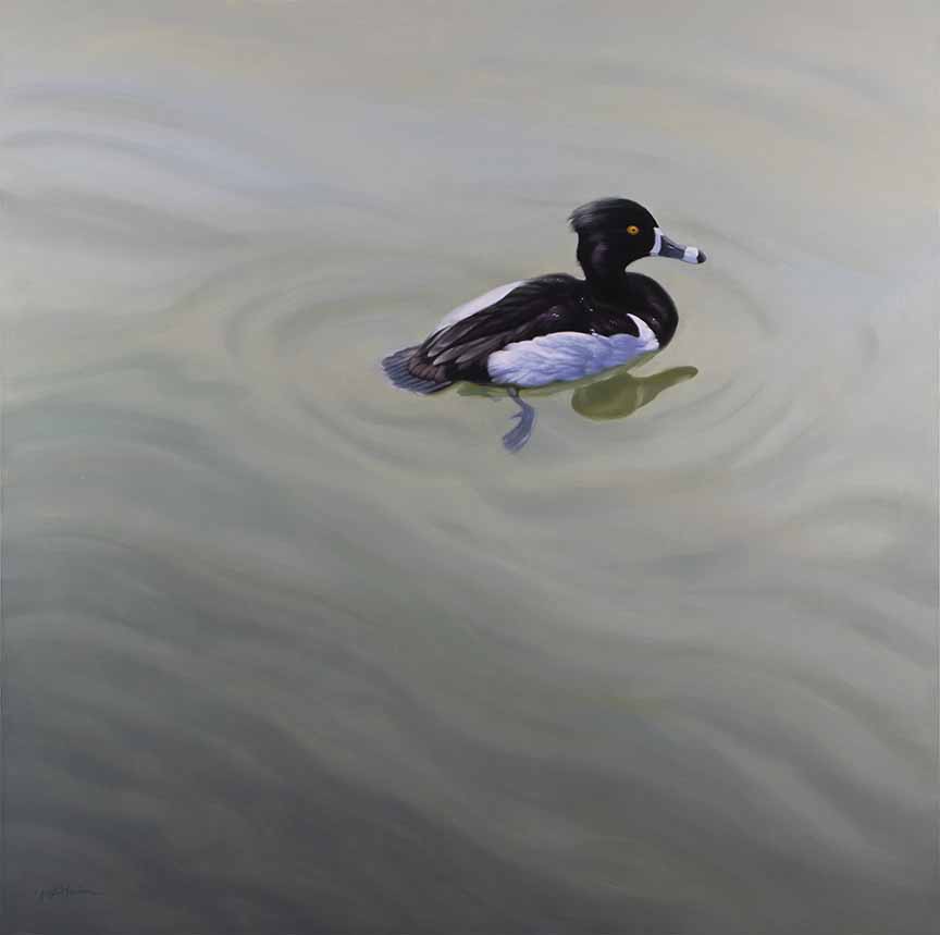 KM2 – Afloat – Ring-necked Duck © Krystii Melaine