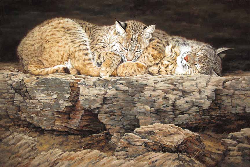 KM2 – Catnappers – Bobcats © Krystii Melaine