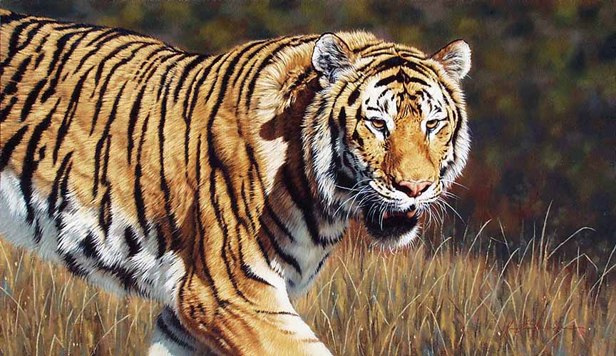 KM2 – Catwalk – Tiger © Krystii Melaine