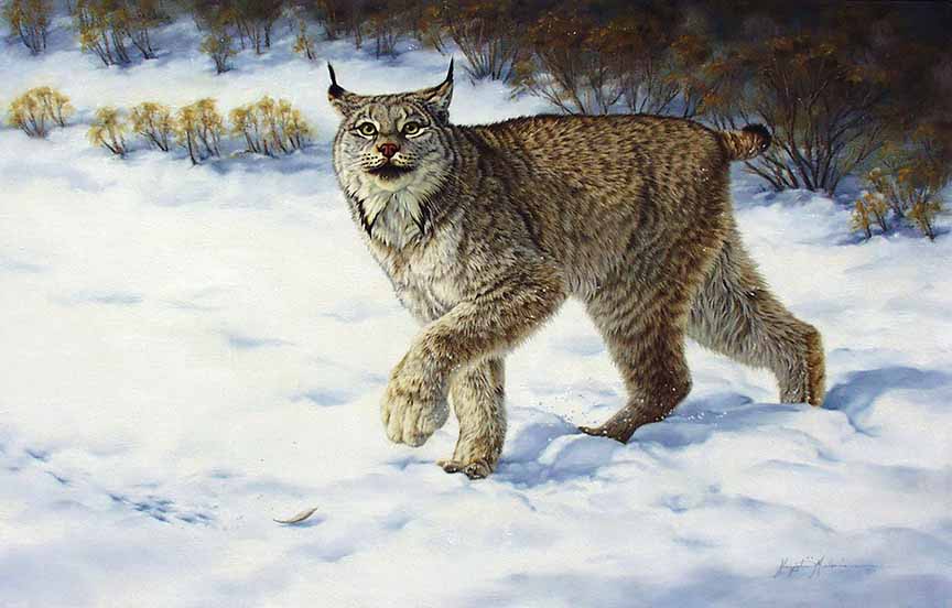 KM2 – Close Call – Lynx © Krystii Melaine