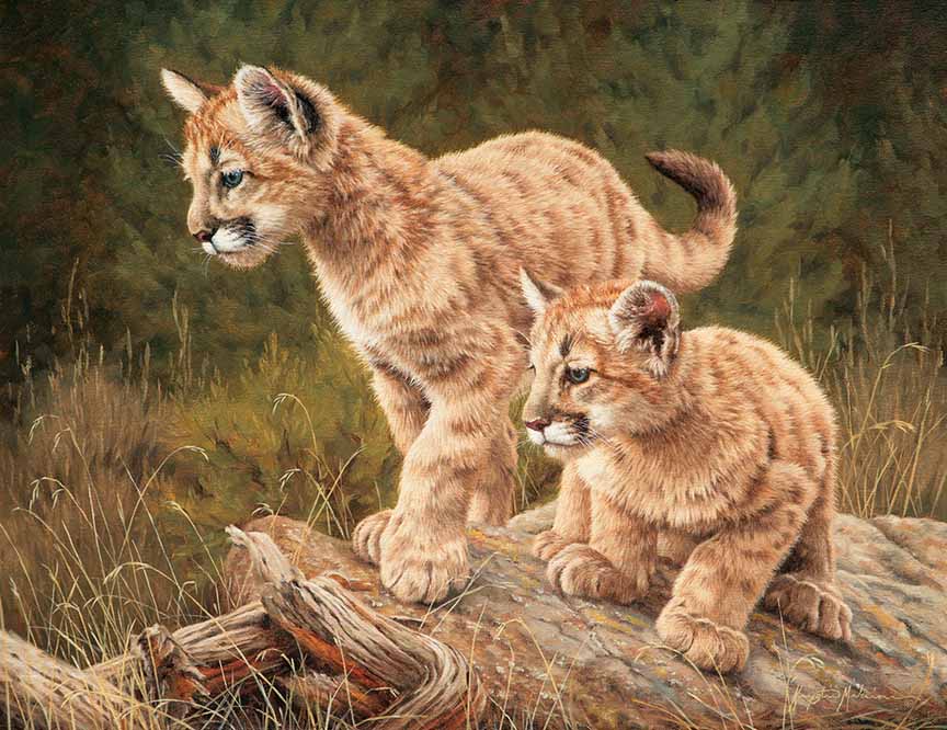 KM2 – Curiosity – Cougar Cubs © Krystii Melaine