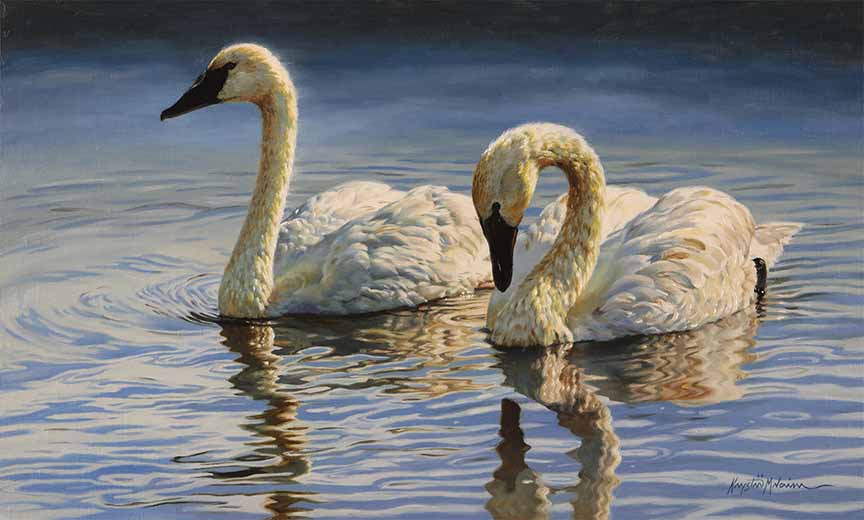 KM2 – Elegant Duet – Trumpeter Swans © Krystii Melaine