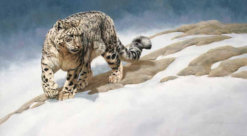 KM2 – Enigma – Snow Leopard © Krystii Melaine