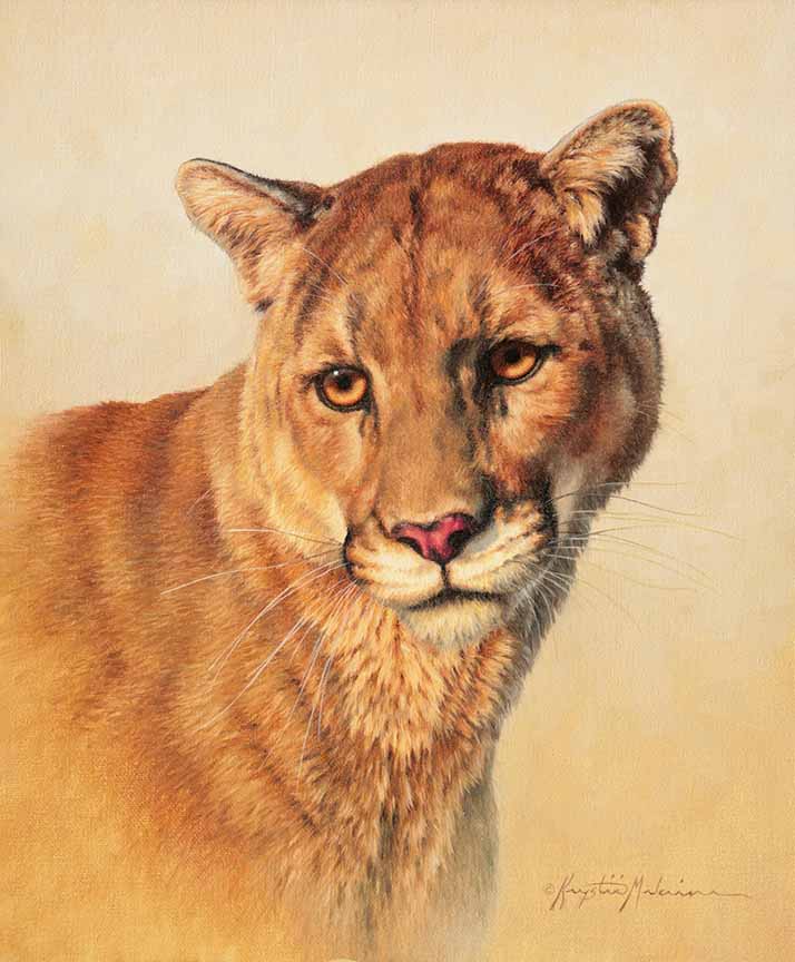 KM2 – Felis Concolor – Mountain Lion © Krystii Melaine