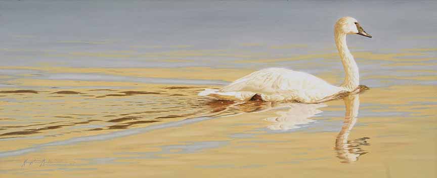 KM2 – Glide – Trumpeter Swan © Krystii Melaine