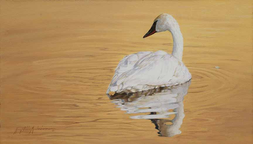 KM2 – Golden Pond – Trumpeter Swan © Krystii Melaine
