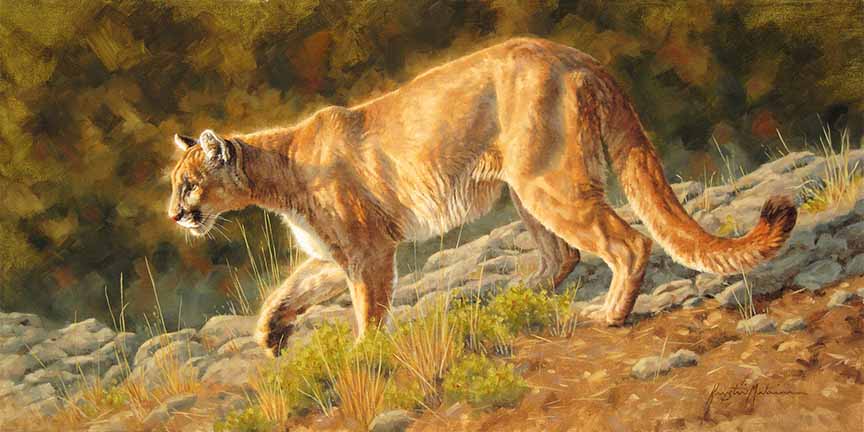 KM2 – Hesitation – Cougar © Krystii Melaine